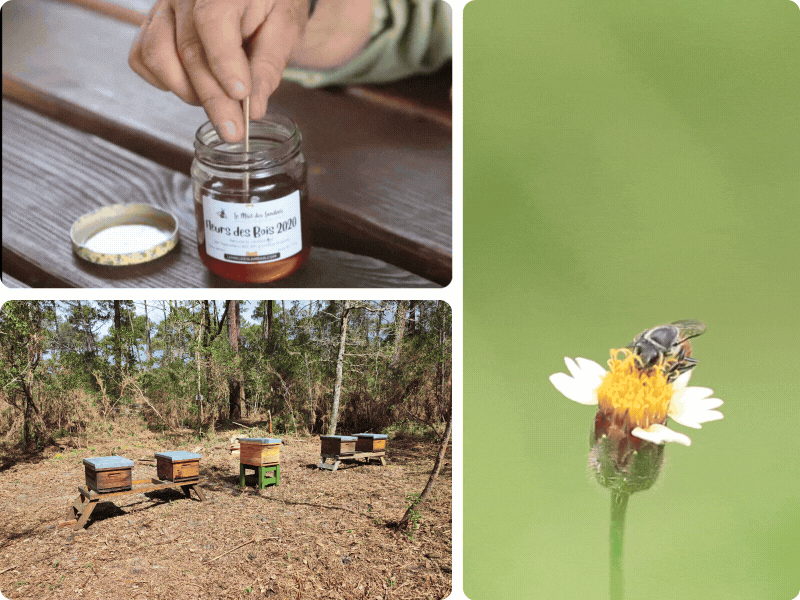 Le miel, un souvenir à ramener de ses vacances dans les Landes
