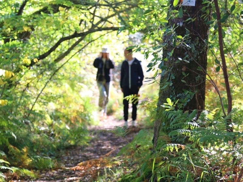 Balade en couple en hiver dans la forêt des Landes