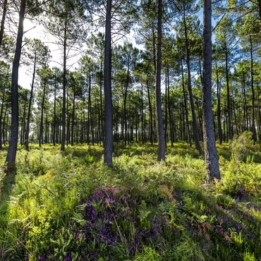 Revitalise yourself in the Landes forest