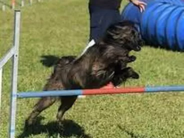 agility dog sport