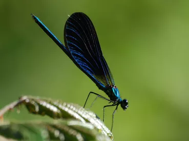 libellule