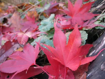 rose-octobre rose-octobre