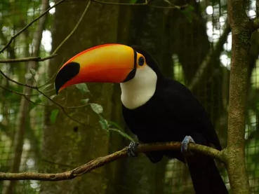 toucan-bresil