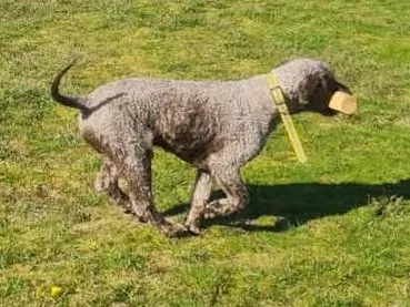 Chien d'Eau Espagnol