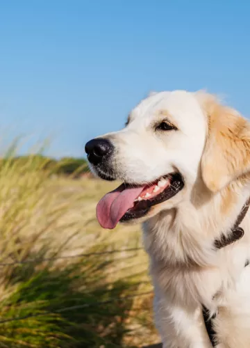 Emmener son chien en vacances à Biscarrosse, dans les Landes