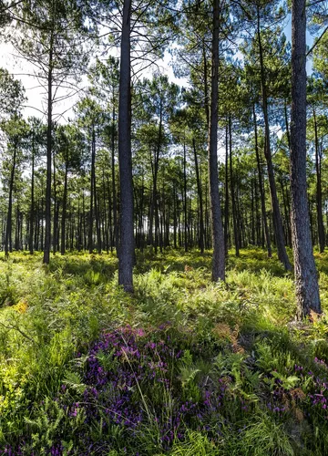 Forêt des Landes