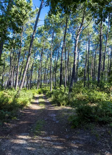 La forêt des Landes de Gascogne