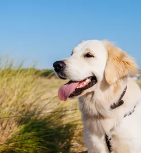 Emmenez votre chien 🐶