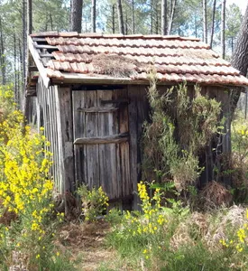 Forêt 02