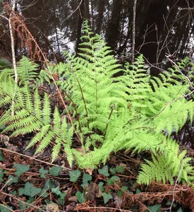 balade-nature-catherine-kwasniewski-sainte-eulalie-en-born-3