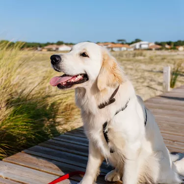 Chiens autorisés sur les plages de Biscarrosse, dans les Landes Chiens autorisés sur les plages de Biscarrosse, dans les Landes