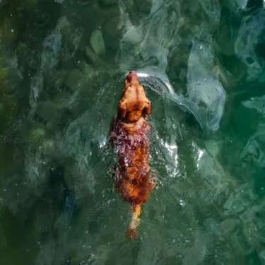Chien dans le Lac de Parentis dans les Landes Chien dans le Lac de Parentis dans les Landes