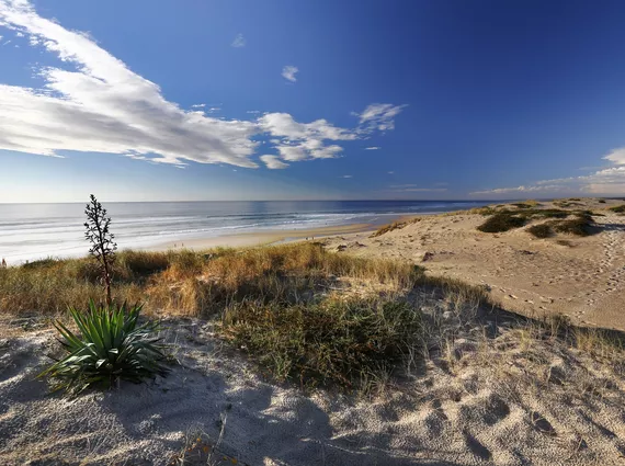 An untamed coastline between beaches and dunes