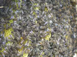 Miellerie des Grans Lacs abeilles-nombreuses-cadre