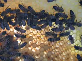 Miellerie des Grans Lacs abeilles-sur-cadre