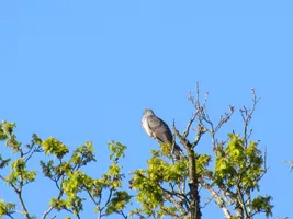 balade-nature-catherine-kwasniewski-sainte-eulalie-en-born-coucou-gris