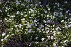 balade-nature-catherine-kwasniewski-sainte-eulalie-en-born-sabline