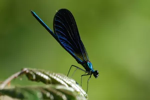libellule