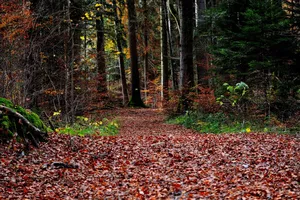 Cleanup