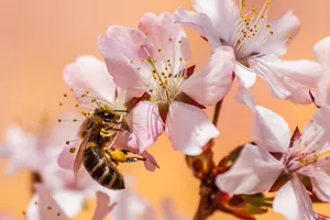 Journée de l'abeille et de la forêt