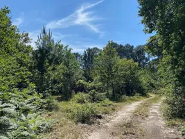 Giraud Hardy forêt bis
